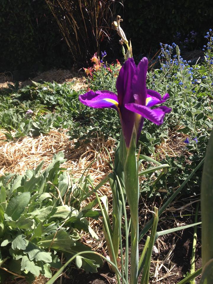 Pearl Perfumery Orris from the iris Pearl Perfumery Orris from the iris
